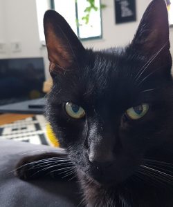 Carlino