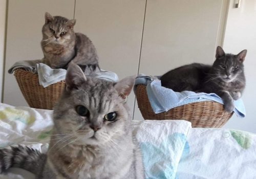 Max-Momo-Felix